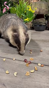 32K views · 4.8K reactions | Mr Lumpy day today and how I miss my nights spent with him doing this 說❤️ | Mr Lumpy & Friends. | Facebook