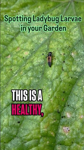 Ladybug Larvae 🐞 | How to Identify AND KEEP these Beneficial Insects in Your Garden