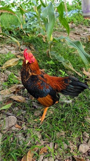 Gà tre bắc cộc tít - Giống gà nhỏ nhất thế giới