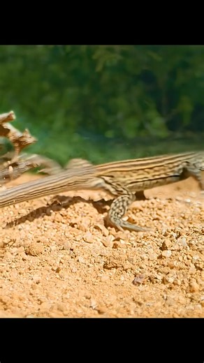 Juicy fresh Lizard for Female Roadrunner #documentary #animals #roadrunner #birds | Wondersofjungle