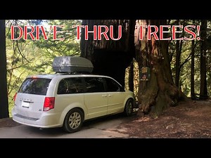 California Redwoods: Trees you can Drive-Thru