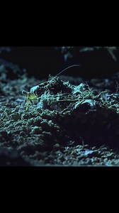 Discover the fascinating world of spiders in this unusual nature documentary–exclusively on MagellanTV. | MagellanTV