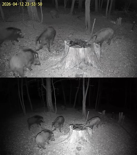 wildkamera - INQMEGA 4G sim card-, kamera, jagd , wilde Natur Wildschwein, 2 3