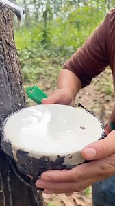 5.5M views · 10K reactions | Extracting natural rubber from the rubber tree   #natural #nature #forest #mountain #tree #rubbertree #wildlife #outdoor #scenery #beauty #travel #plantsofinstagram #photography #hiking #plants #wildlifephotography #outdoors #love #naturephotography #latex #houseplantsofinstagram #tropicalrainforest #trees #landscape #naturalrubber #plantparenthood #beautiful #inspirgreen #houseplantclub #organic | Inspirgreen | Facebook