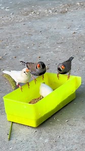 How to breed zebra finch | Birds Lover