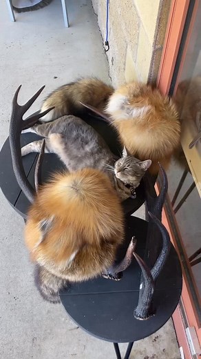 19 reactions | Guess what’s on sale this weekend…. 論 FOX HATS!! ⏰ Down to just $143.50 for this weekend Last time these sold out within the first HOUR on Saturday so make sure you set your timer!! #cowhide #country #rustic #homedecor #skins #sheepskin #smallbusiness #familybusiness #rustichome #farm #countryside #lifestyle #sunshinecoast #qld #australia #theskinthingstyle #interiordesign #home #natural #naturalfibres | The Skin Thing | Facebook