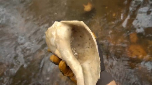 A day of exploration turns into insane fossil seashell hunting & mudlarking adventure on the river!