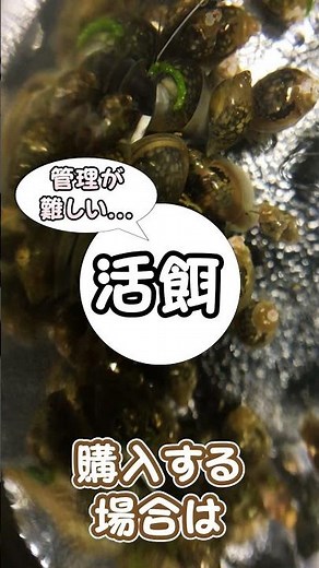 The benefits of increasing the number of tiny snails that grow in tropical fish tanks #Shorts