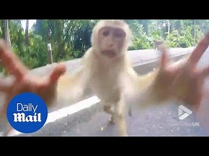 Cheeky monkey playfully tries to steal tourist's GoPro