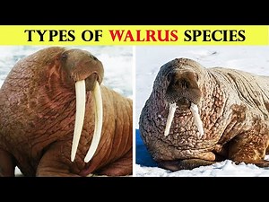 Types of walrus species