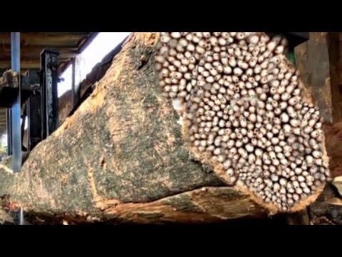 scary moment,this giant tree almost kill me - portable sawmill,saw mill operation,sawmills in action