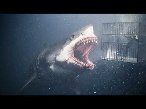 Unbelievable Proof the Megalodon Never Went Extinct
