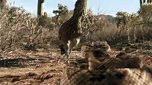 Roadrunner and Rattlesnake fight