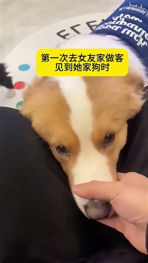 Unraveling the Pawsome Mind of Dogs: Decoding Canine Emotions