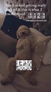 4K views · 560 reactions | Archie, have some decency  | Allison Croghan | Facebook