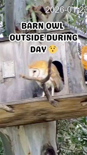 Drying off or taking a break from Maple 🤔😆 #matingowls #owlcam