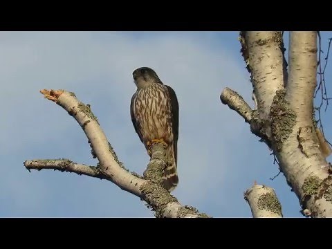 Merlin Screaming (Falcon)