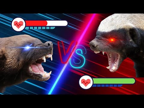 Wolverine vs Honey Badger | The Ultimate Battle to The Death