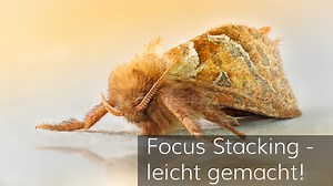 Focus Stacking leicht gemacht! | MAKROTREFF