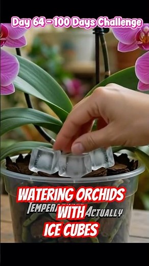 Stop watering Orchids with ice cubes! #plantcare #dailyvlogs #orchids