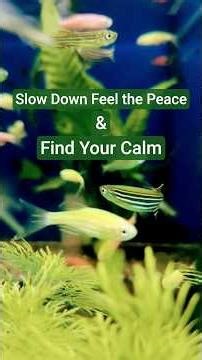 Relaxing Aquarium Fish 🐠 | Calm Music for Stress Relief & Focus
