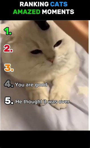 Ranking Cat Amazed Moments