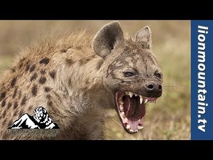Spotted Hyena: Powerful Predators | WILD NATURE