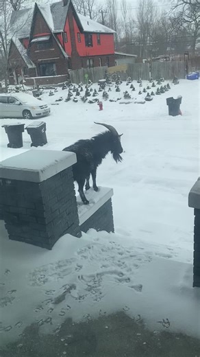 Surprising Goat Visit on My Front Porch
