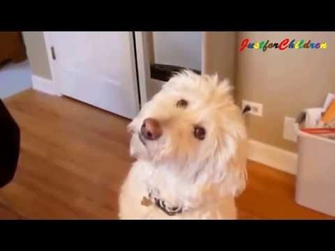Best Funny Dog Videos - Compilation Video for Kids