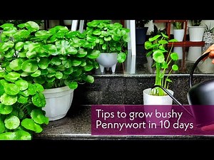 Pennywort care | Tips to make bushy Pennywort in 10days