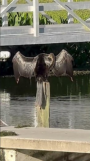 Handsome Anhinga Perching With Wings Outstretched To Dry Them As Their Feathers Are Not Waterproof