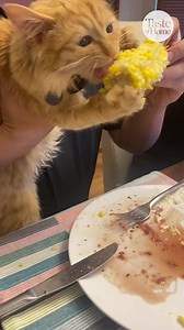 33K views · 188 reactions | It's corn!  #corn #catfoodie #cornonthecob | Taste of Home | Facebook