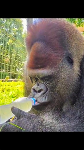 The Surprisingly Gentle Eating Habits of Gorillas 🦍