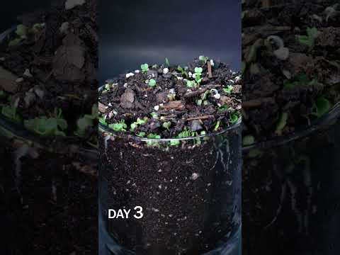 Arugula microgreen time lapse