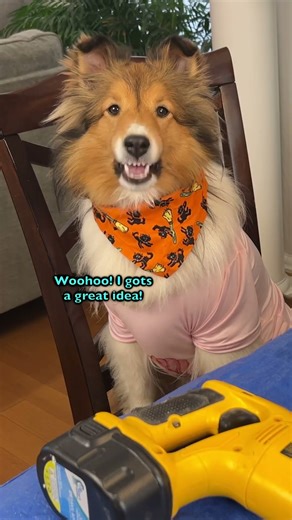 Definitely a Pumpking Carving Disaster! 🎃🐶 e563-1