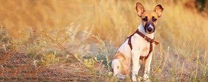 Smooth Fox Terrier | Dog Breed Facts and Information - Wag! Dog Walking