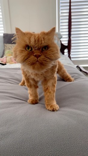 76K views · 21K reactions | Answering one of my most frequently asked questions: "why does cappy wear a diaper if he can't empty his bladder on his own?" If you're new, cappy has paresis, which specifically impacts Cappy's ability to control his bladder and bowels. His functions sort of have a mind of their own  #paresis #caregiver #learn #disabledcat | Katie Beth Miedaner | Facebook