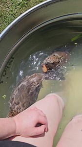 293K views · 12K reactions | I took the baby beavers, Dylan and...