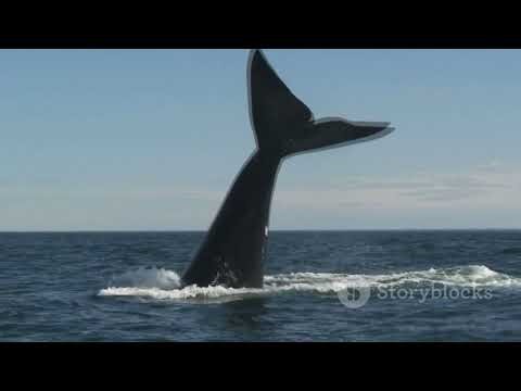 ABCDs for children's learning with joy and music