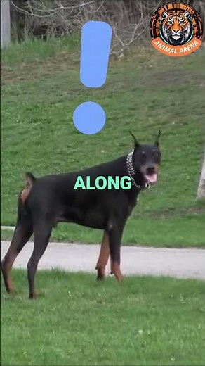 Doberman Watching Over 3 Little Girls – The Ultimate Protector