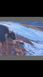 Snow leopard attacks Yak 😲 #wildlife #hunzatravelopedia | Hunza Travelopedia