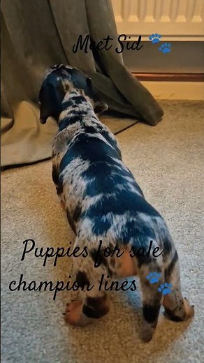 Pets4homes.co.uk🐾❤️ #puppy #pets #sale #buy #elite #viralreels #dachshund #beautiful #dogbreed