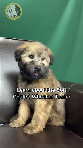 The Playful Soft Coated Wheaten Terrier Puppy