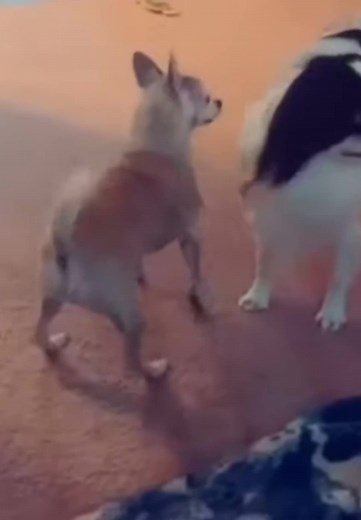 Playful Dogs Twerk Together in Adorable Interaction