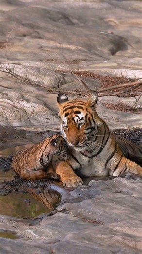 From Space to the Wild | Google Earth Zoom Wildlife Trend 🌍🦁