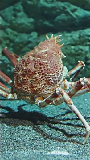 Meet the Giant Japanese Spider Crab!