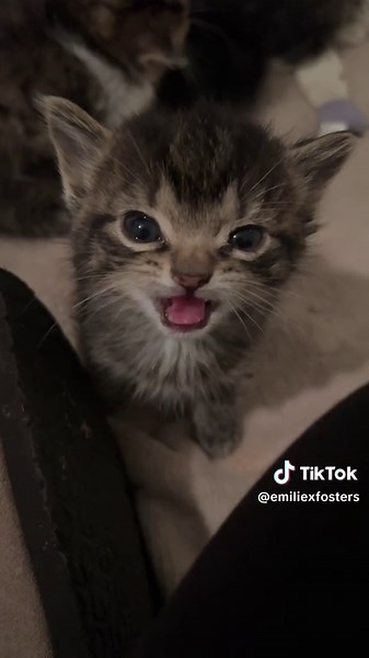 Cute Kittens Meowing Compilation | Funny Cat Videos