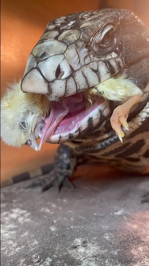 Giant lizard eats baby chick