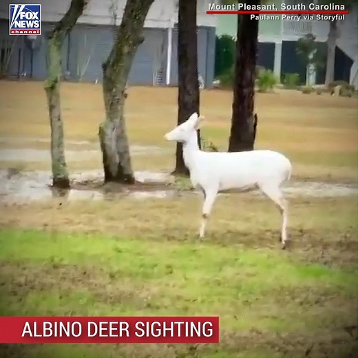 755K views · 3.4K shares | RARE SIGHTING: An albino deer was caught on video crossing a lawn in Mount Pleasant, South Carolina. | Fox News | Facebook