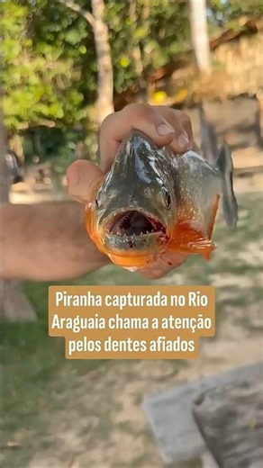 Piranha capturada no Rio Araguaia chama a atenção pelos dentes afiados